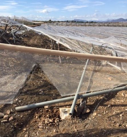 Visita a parrales afectados por la nevada - 137