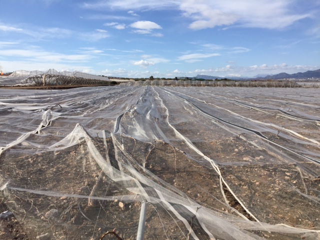 Visita a parrales afectados por la nevada - 139