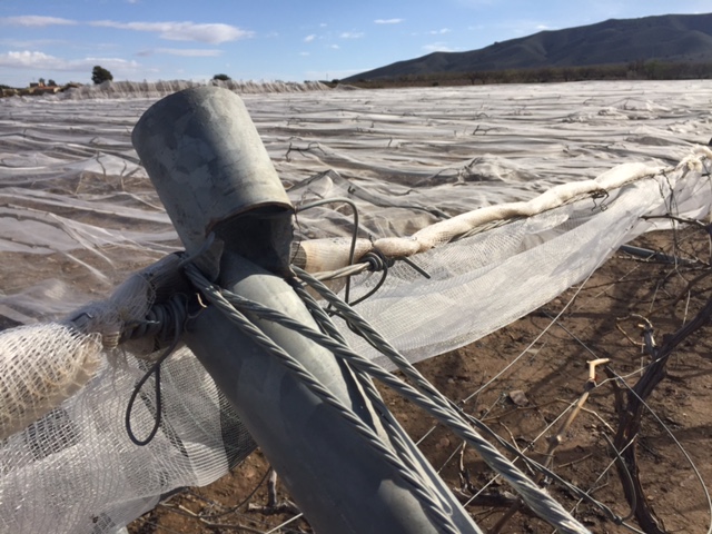 Visita a parrales afectados por la nevada - 140