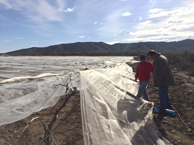 Visita a parrales afectados por la nevada - 141