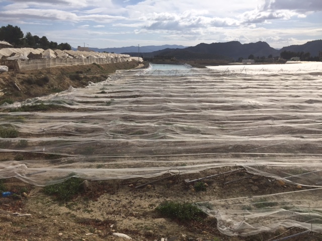 Visita a parrales afectados por la nevada - 154