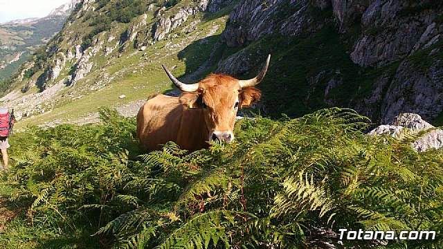 Ruta senderista a a Asturias - Club Senderista Totana - Agosto 2016.  - 59