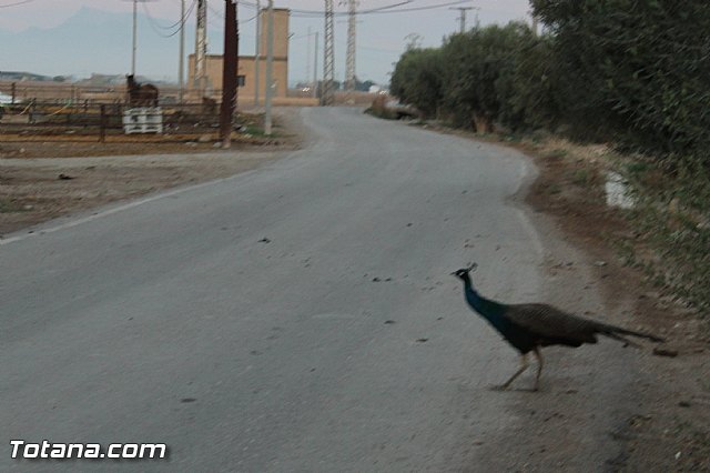 Romera de Lbor 2015 - 5