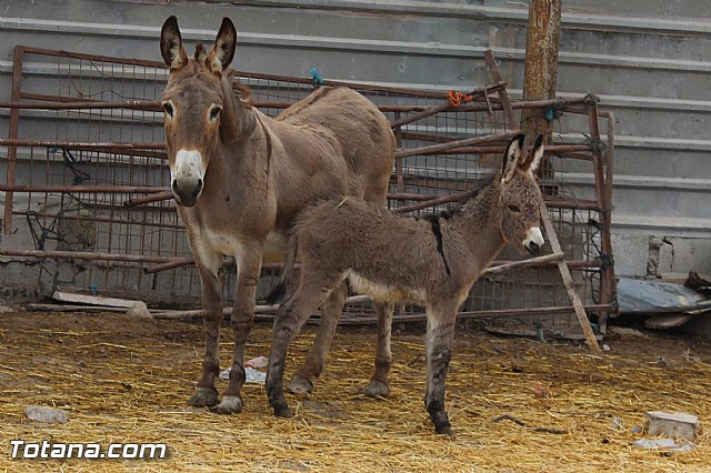 Romera de Lbor 2015 - 84