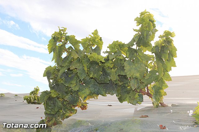 Romera de Lbor 2015 - 118