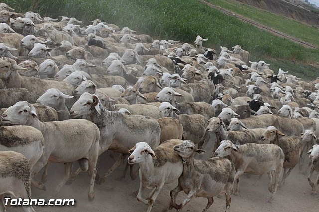 Romera de Lbor 2015 - 212