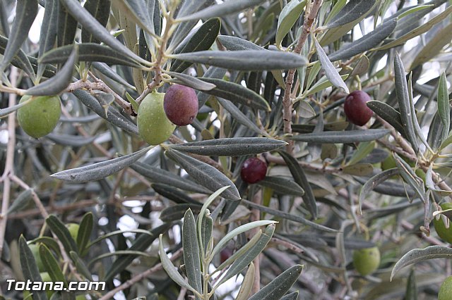 Romera de Lbor 2015 - 216