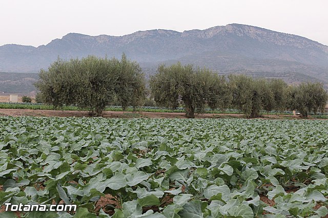 Romera de Lbor 2015 - 218