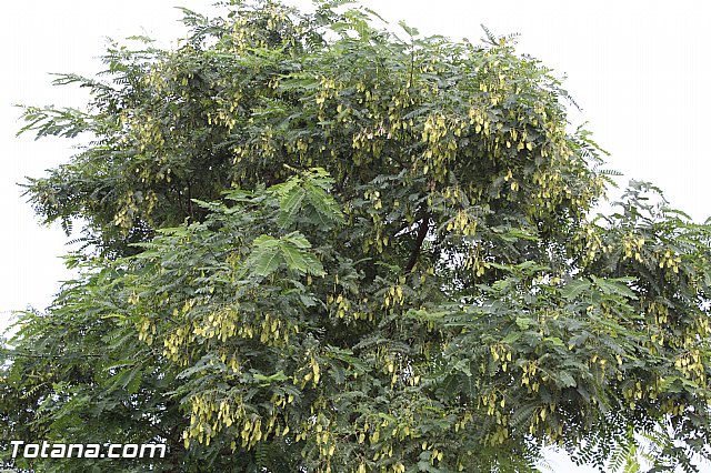 Romera de Lbor 2015 - 243