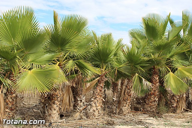 Romera de Lbor 2015 - 349