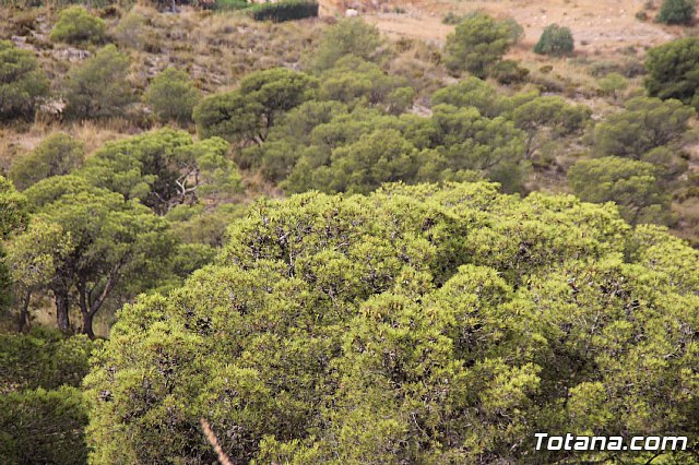 Unos cuarenta voluntarios de Proteccin Civil de Totana refuerzan las labores de vigilancia mvil y prevencin contra incendios con el fin de apoyar a las brigadas forestales en Sierra Espua durante este verano - 40