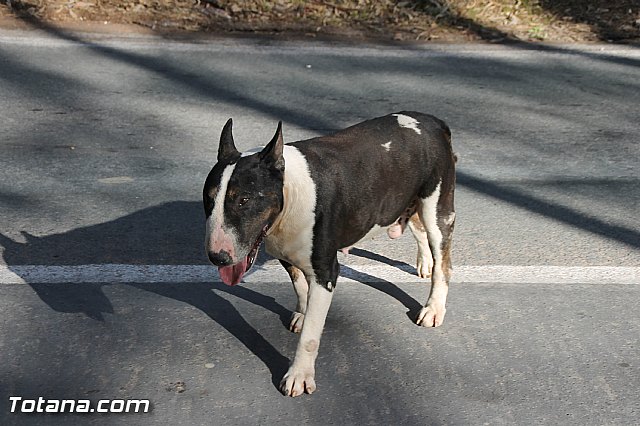 Romera Santa Eulalia 7 enero 2017 - Reportaje II (Llegada al santuario) - 280