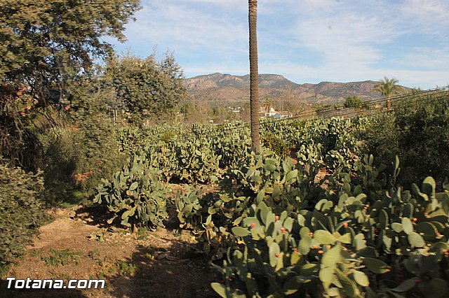 Romera Santa Eulalia. 7 enero 2014. Totana -> El Rulo - 415