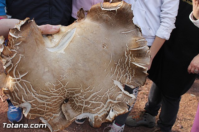 Romera Santa Eulalia. 7 enero 2014. Jornada festiva en La Santa - 236