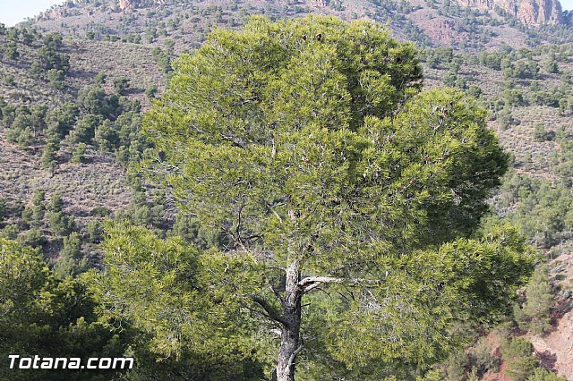 Romera Santa Eulalia. 7 enero 2014. Jornada festiva en La Santa - 313