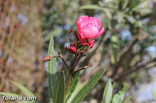 IX Encuentro de Cuadrillas del El Raiguero - 253