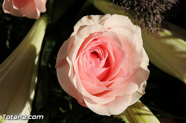 Procesin Raiguero Alto 2016 - 9