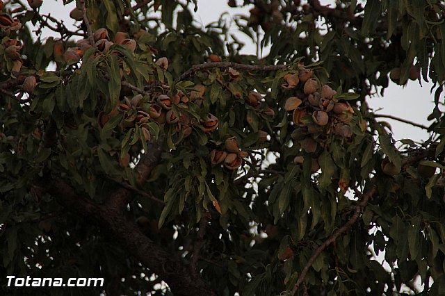 Procesin Raiguero Alto 2016 - 161