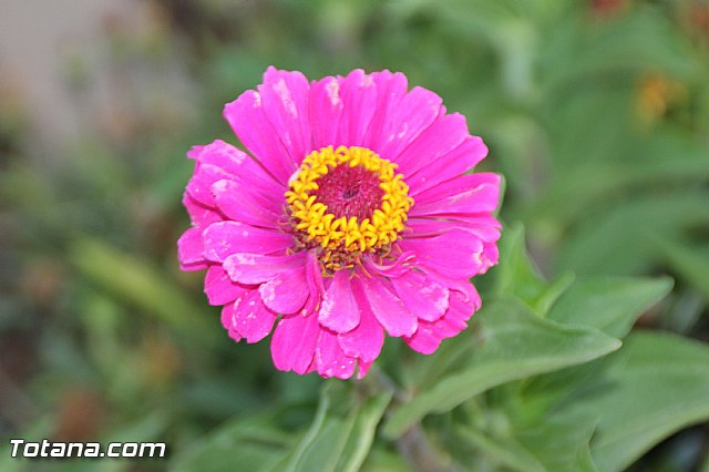 Procesin Raiguero Alto 2016 - 169