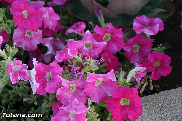 Procesin Raiguero Alto 2016 - 170