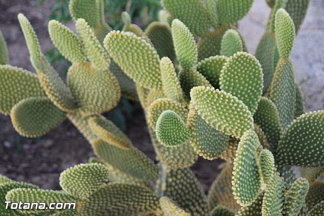 Procesin Raiguero Alto 2016 - 173