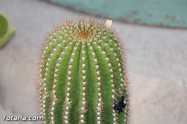 Procesin Raiguero Alto 2016 - 174