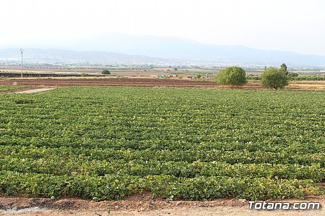 Procesin Raiguero Alto 2019 - 2