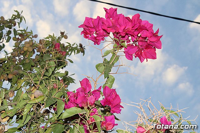 Procesin Raiguero Alto 2019 - 133