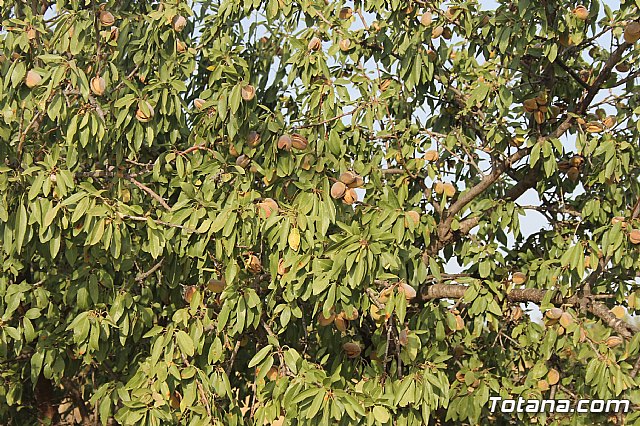 Procesin Raiguero Alto 2013 - 47