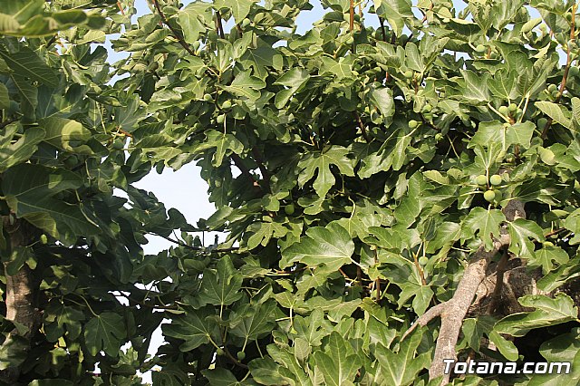 Procesin Raiguero Alto 2013 - 48