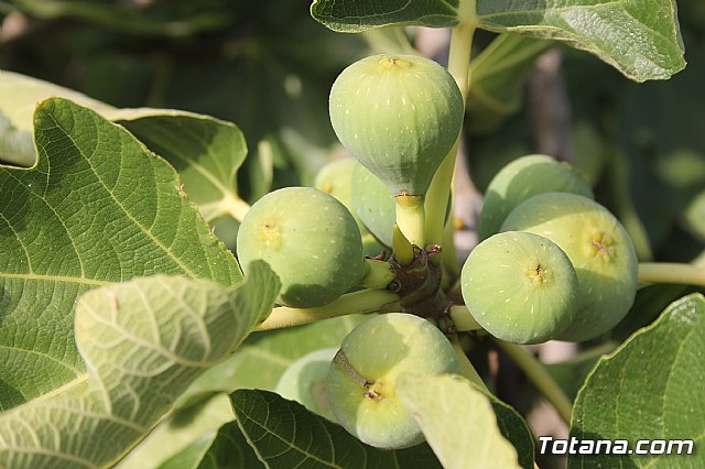 Procesin Raiguero Alto 2013 - 49