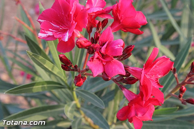 Procesin Raiguero Alto 2013 - 130