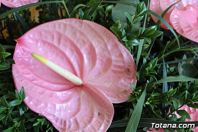 Procesin Raiguero Alto 2018 - 20