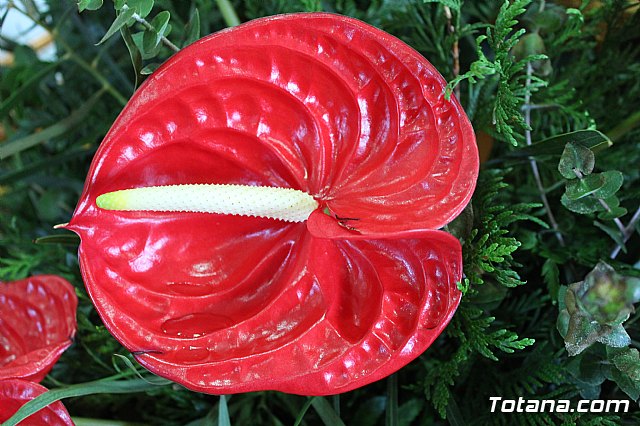 Procesin Raiguero Alto 2018 - 32