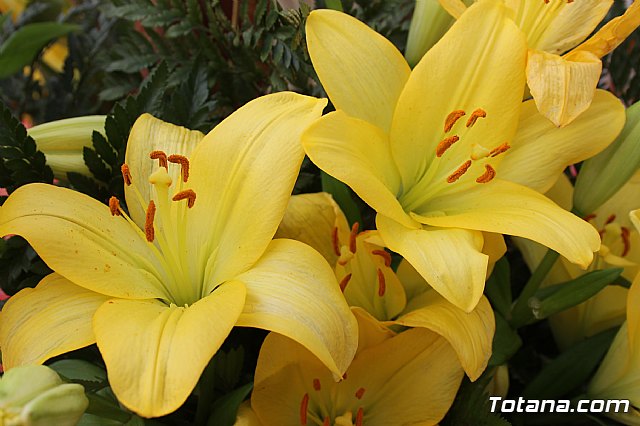 Procesin Raiguero Bajo 2013 - 4