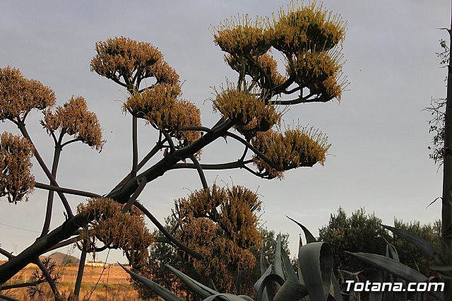 Procesin Raiguero Bajo 2013 - 94