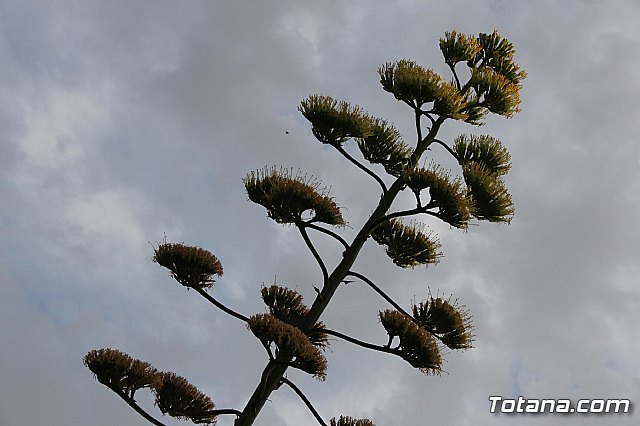 Procesin Raiguero Bajo 2013 - 95