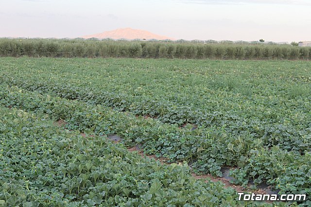 Procesin Raiguero Bajo 2013 - 121