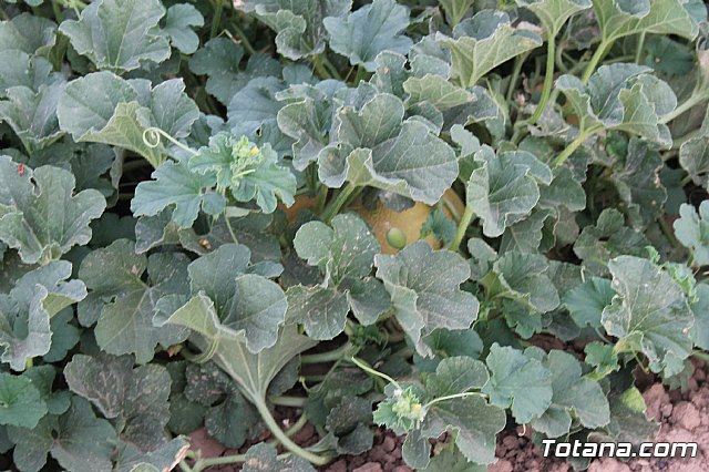 Procesin Raiguero Bajo 2013 - 122