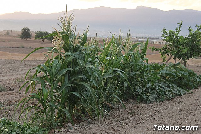 Procesin Raiguero Bajo 2013 - 141