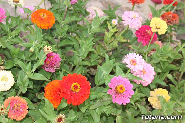 Procesin Raiguero Bajo 2013 - 152