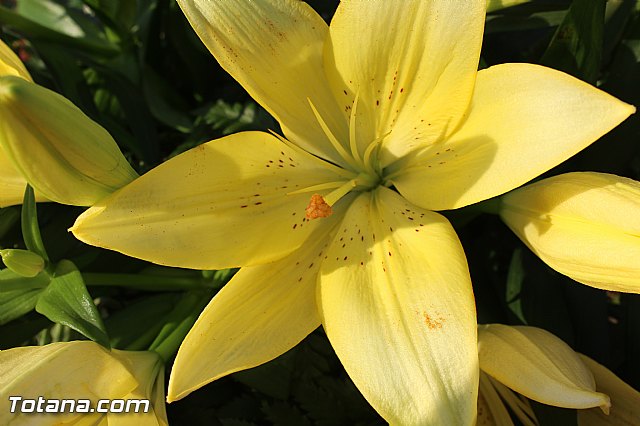 Procesin Raiguero Bajo 2015 - 4