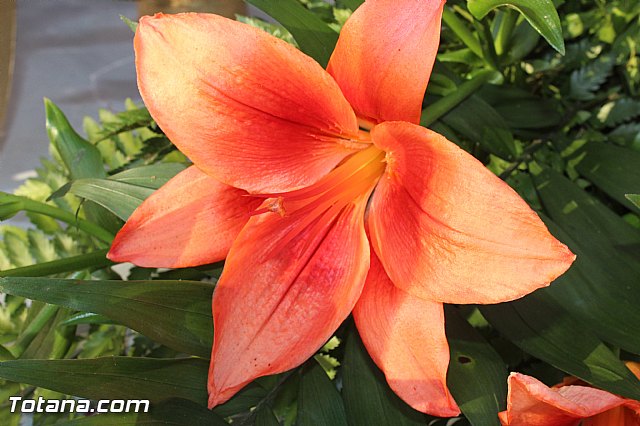 Procesin Raiguero Bajo 2015 - 6