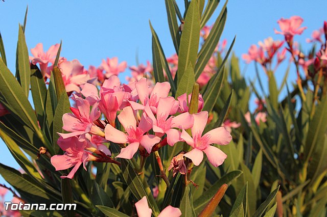 Procesin Raiguero Bajo 2015 - 93