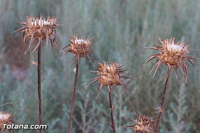 Procesin Raiguero Bajo 2015 - 107