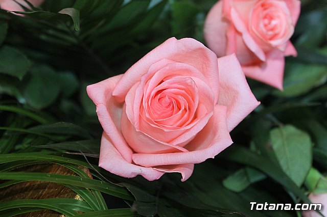 Fiestas Raiguero Bajo 2019 - 48