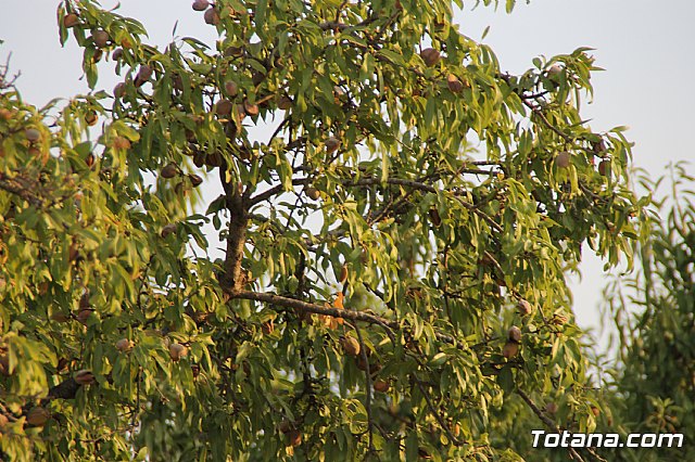 Procesin Raiguero Alto 2017 - 107