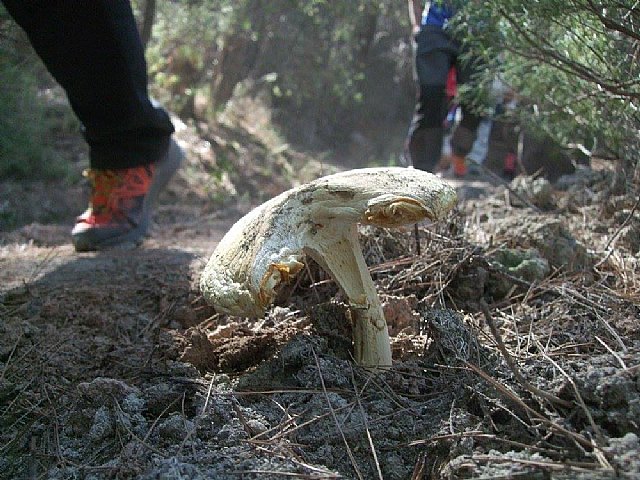 Los rpidos de Alhama - Club Senderista de Totana - 106