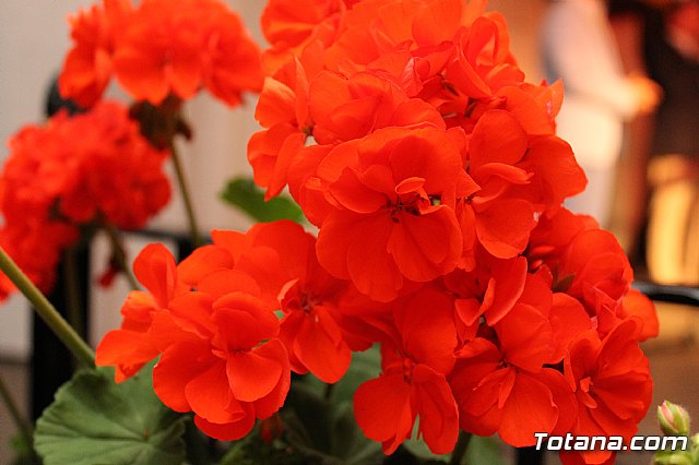 Inauguracin carpas rocieras. Totana 2013 - 37