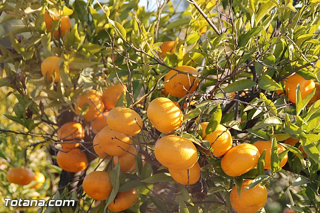 Romera de bajada Santa Eulalia 8/12/2016 - 572